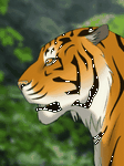 pic for tiger yawn